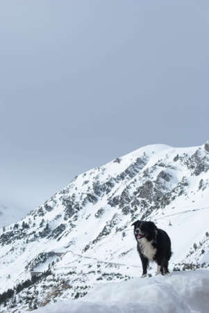 Black and white dog in a snowy mountain landscape of tourist ski resortの写真素材