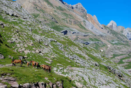 Horses grazing in green mountainsの写真素材