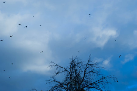 Flock of birds flying in a blue sky with some clouds with branches and trees in the foregroundの写真素材