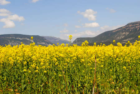 Beautiful view of mountain valley landscape with clear skies and plants in the foregroundの写真素材