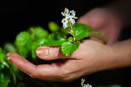 Hands of a woman caring for green plants and white flowersの写真素材
