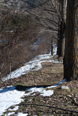 Enjoying Nature, A Snow-Covered Park Landscapeの写真素材