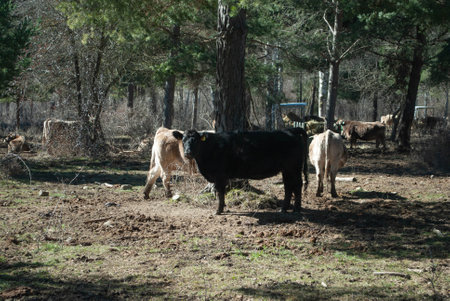 Cattle cows in a fieldの写真素材