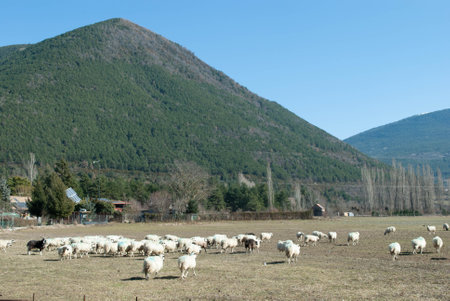 Sheep grazing on scenic mountain pastureの写真素材