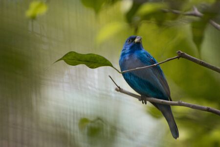 Blue bird sitting on a branch in an animal sanctuary Costa Ricaの写真素材