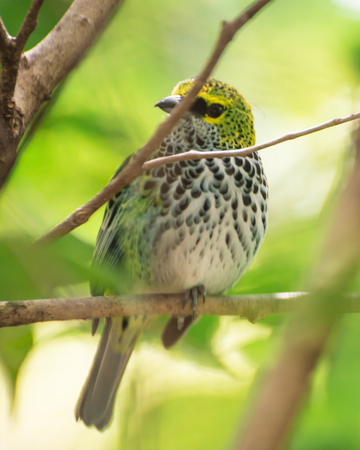 Yellow, white and black bird in Costa Ricaの写真素材