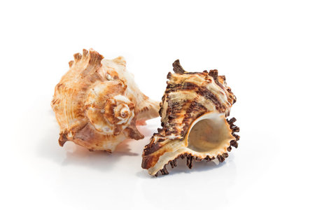 Sea shells isolated on white.