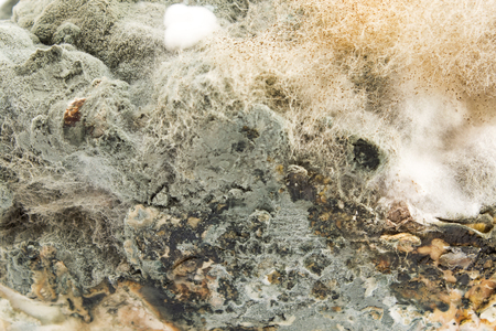 Moldy pork fat close up.の写真素材