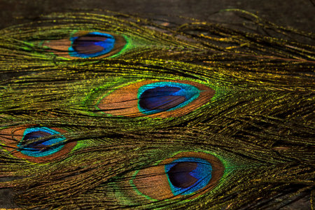 Peacock feathers with vivid colors.