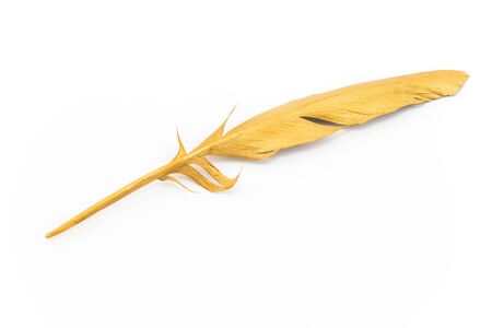 Gold feather isolated on white.の写真素材