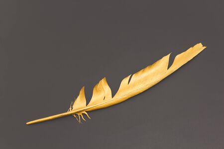 Gold feather on a gray background.の写真素材