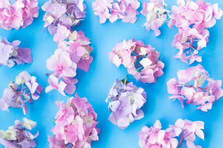 Hydrangea Flowers on a Blue Background.の写真素材