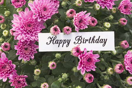 Happy Birthday Card with Bouquet of  Pink Chrysanthemums.の写真素材