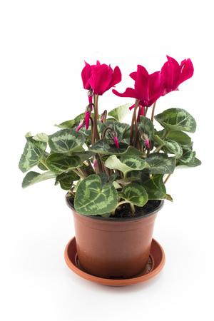 Red Cyclamen Potted on a White Background.の写真素材