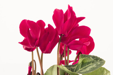 Red Cyclamen on a White Background.の写真素材