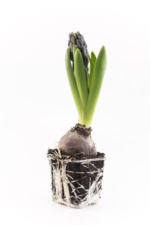 Hyacinth with Bulb and Roots, Ready for Transplanting.の写真素材