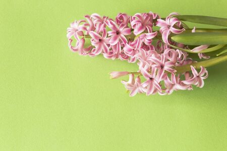 Fresh Pink Hyacinths on a Green Background.の写真素材