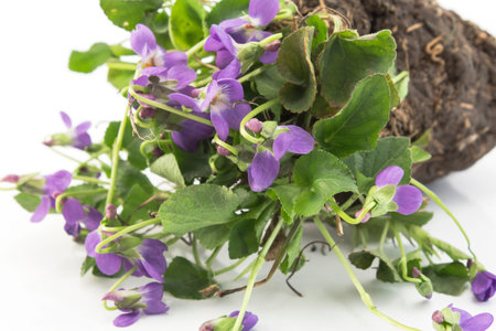 Bunch Violets, Viola Odorata,  Punch Earth, Ready for Transplanting.の写真素材