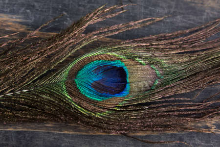Peacock Feather Close Up.の写真素材