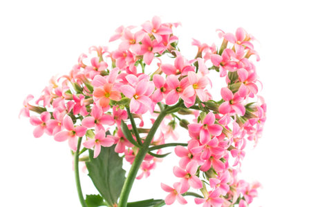 Pink Kalanchoe on White Background.の写真素材
