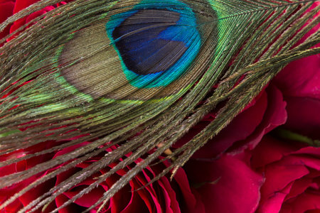 Peacock Feather and Red Roses as a Background.の写真素材