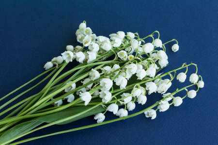 Bouquet Lily of the Valley on a Dark Blue Background.の写真素材