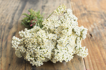 Yarrow on a Rustic Wooden Background.の写真素材