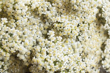 Yarrow, Achillea Millefolium,  Close Up as a Backgroundの写真素材