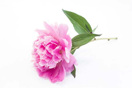 Pink Peony Isolated on White.の写真素材