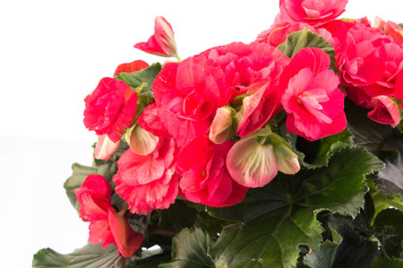 Red Begonia on White Background.の写真素材
