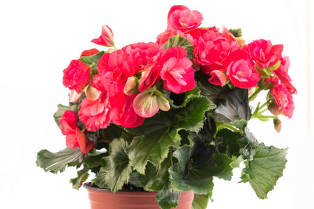 Red Begonia Potted Isolated on White.の写真素材