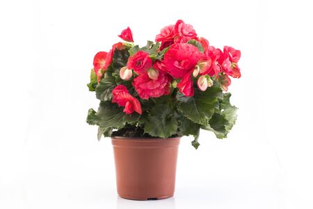 Red Begonia Potted Isolated on White.の写真素材