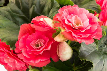 Red Begonia Close Up.の写真素材