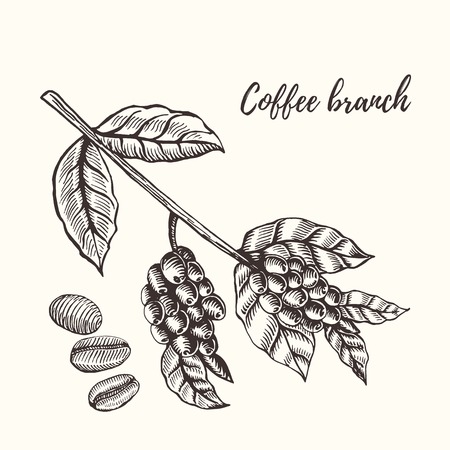 Coffee branch. Coffee branch with coffee leaf and coffee berry. Coffee branch and coffee bean, seed. Organic caffeine. Hand drawn vector illustration coffee. Green coffee, lyuvakのイラスト素材