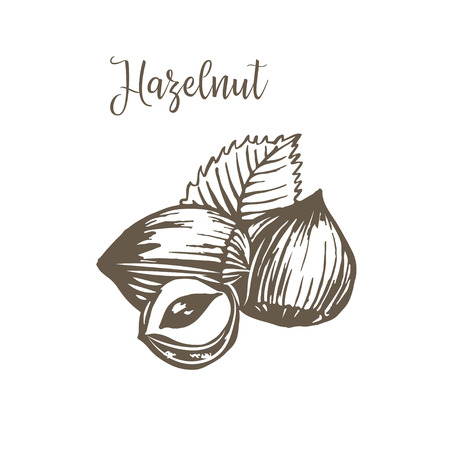 Vector sketches of nuts isolated.のイラスト素材