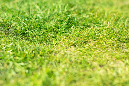 Green grass, lawn. Green background. Beautiful green grassの写真素材