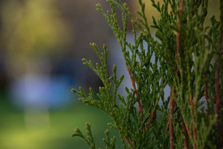 Thuja needles close-up on a blurry background. Thuja Smaragd. High quality photoの写真素材