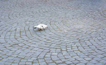 Pigeon on the pavement. Pigeon pecks seeds on paving stonesの写真素材
