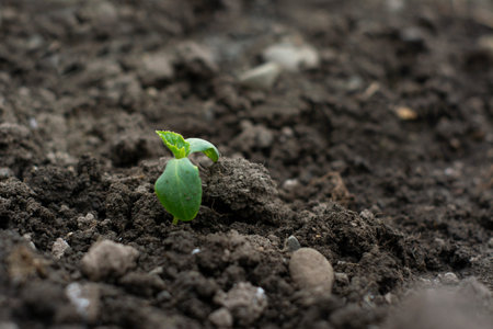 Cucumber sprout. Cucumber in the ground in a greenhouse.Small plantの写真素材