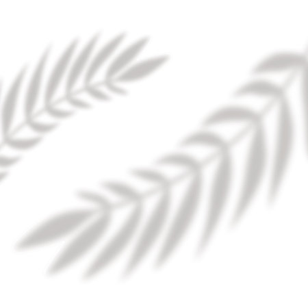 Shadow from tropical leaves. Tropical leaves silhouette in defocus. Mocap template design