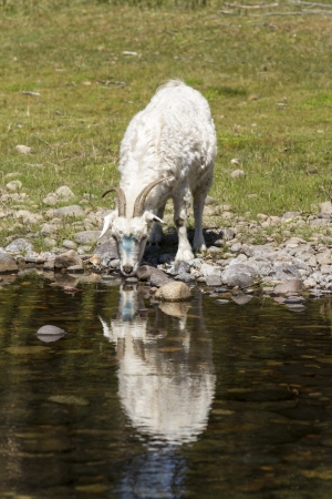 Goat next to a river eith refletion の写真素材