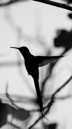 hummingbird backlight spreads her tail over three red dianthus; white backgroundの写真素材