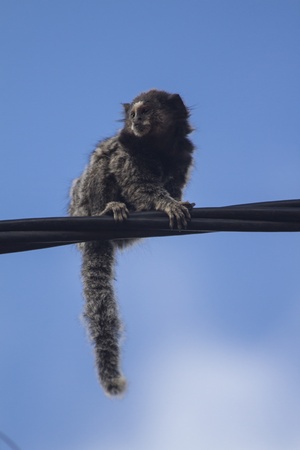monkey on electrics の写真素材