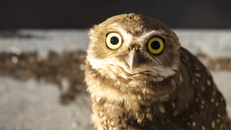 Owl looking afraid の写真素材
