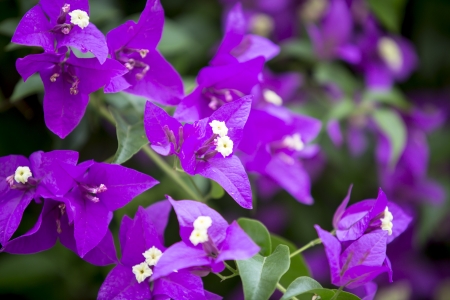Violet flowers in the garden の写真素材