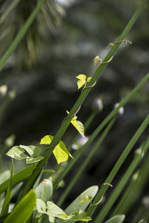 Ivy growing up over a plant in the gardenの写真素材