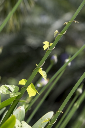 Ivy growing up over a plant in the gardenの写真素材