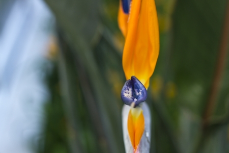 Strange red and blue flower with green leafの写真素材