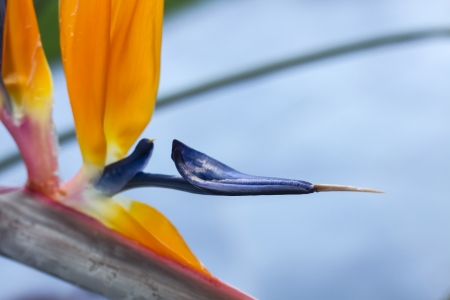 Strange red and blue flower with green leafの写真素材