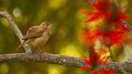 Bird on a branch の写真素材